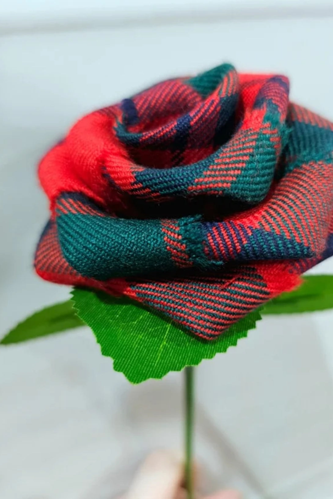 Tartan Stem Roses