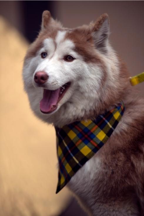 Tartan Dog Bandana